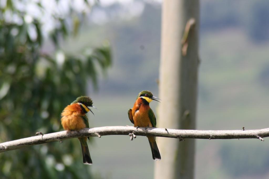 Kabale Amasiko Homestay Lake Bunyonyi מראה חיצוני תמונה